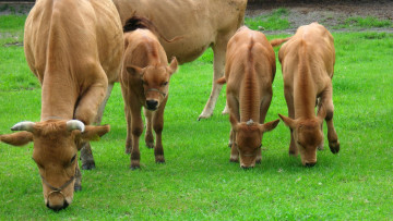 Картинка животные коровы буйволы теленки