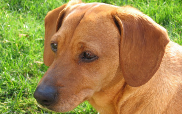 Картинка животные собаки крупный план