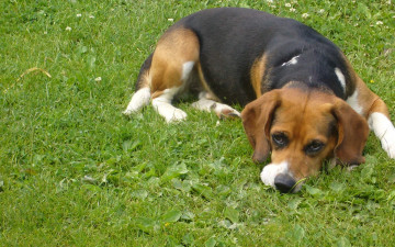 Картинка животные собаки трава собака грусть