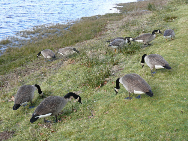 Обои картинки фото животные, гуси