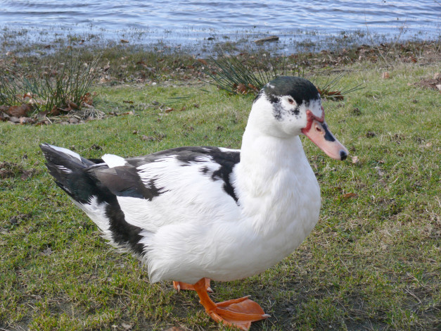 Обои картинки фото животные, утки, утка