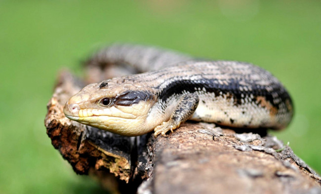 Обои картинки фото животные, Ящерицы, игуаны, вараны, лапки, кожа, муха