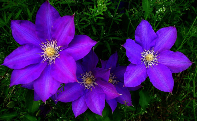 Обои картинки фото цветы, клематис, ломонос, фиолетовый