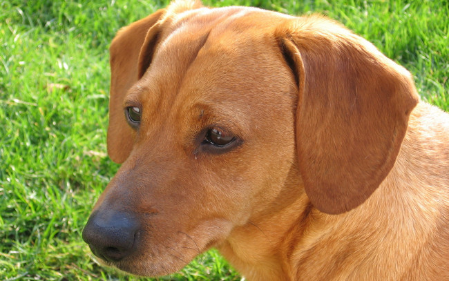 Обои картинки фото животные, собаки, крупный, план