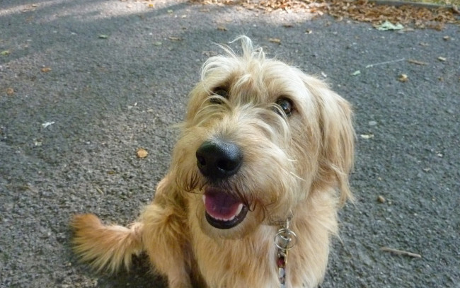 Обои картинки фото животные, собаки, лохматый