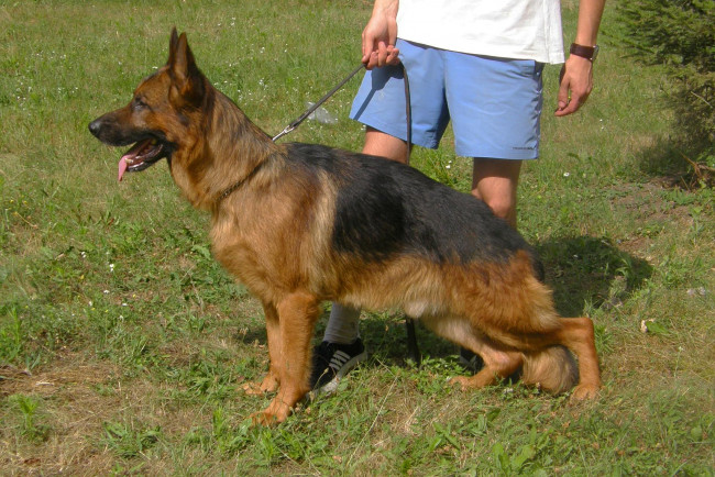 Обои картинки фото животные, собаки, собака