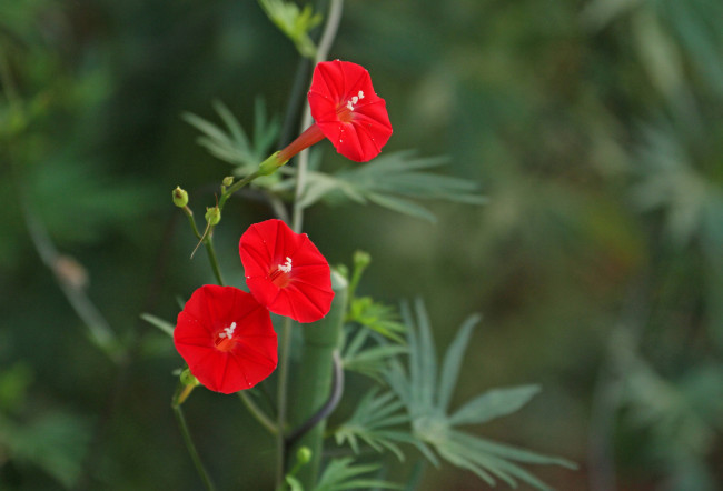 Обои картинки фото цветы, вьюнки, ипомеи