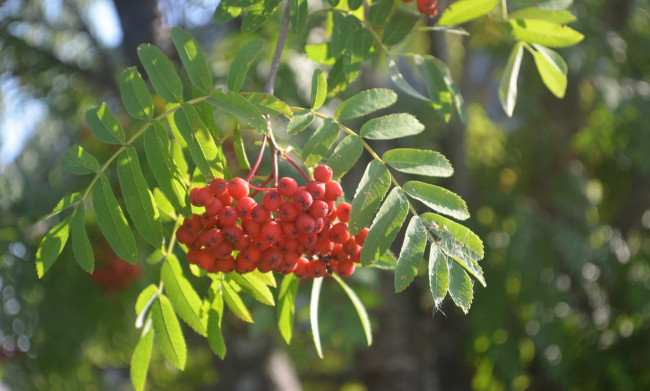 Обои картинки фото природа, Ягоды,  рябина, ягоды, лето
