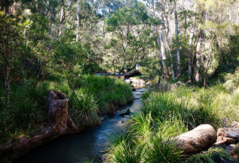 Картинка природа реки озера лес ручей