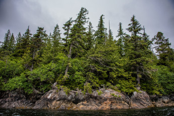 Картинка природа лес деревья ели