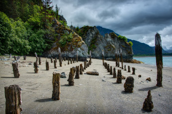 Картинка природа побережье берег пни