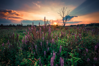 Картинка природа восходы закаты рассвет