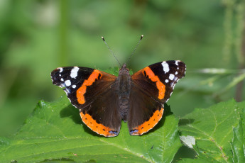 Картинка животные бабочки +мотыльки +моли бабочка