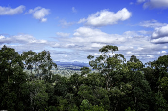 Картинка природа лес деревья небо