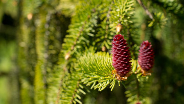 Картинка природа шишки +жёлуди +каштаны ель весна макро