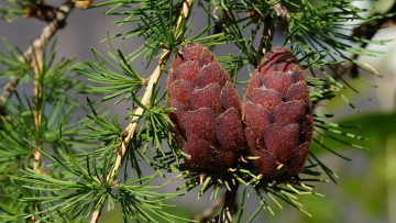 Картинка природа шишки +жёлуди +каштаны пихта парочка весна