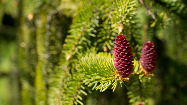 Обои картинки фото природа, шишки,  жёлуди,  каштаны, ель, весна, макро