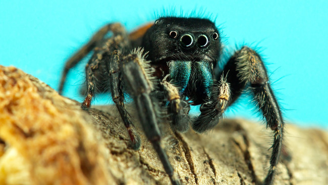 Обои картинки фото животные, пауки, паучок
