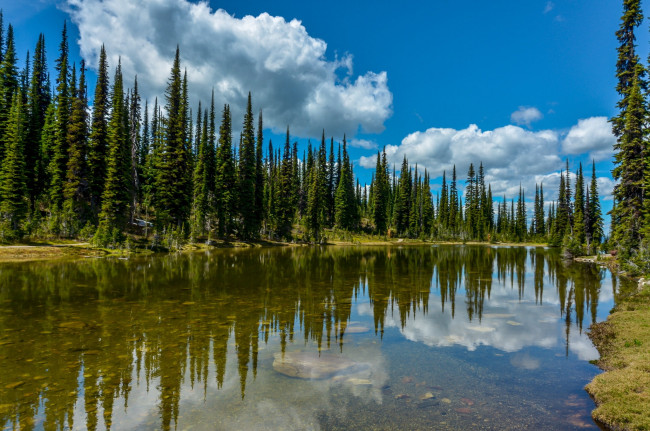 Обои картинки фото природа, реки, озера, лес, река