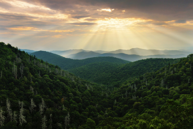 Обои картинки фото природа, восходы, закаты, хвойный, лес, небо, лучи
