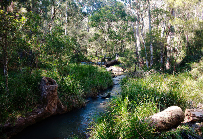 Обои картинки фото природа, реки, озера, лес, ручей