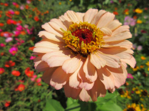 Картинка цветы цинния цветок кремовый