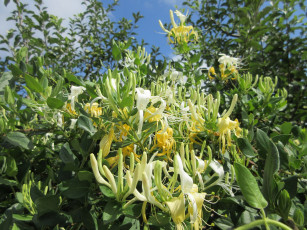 Картинка цветы цветущие+деревья+ +кустарники куст