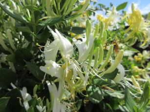 Картинка цветы цветущие+деревья+ +кустарники куст