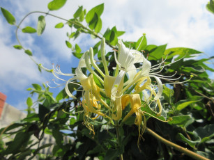 Картинка цветы цветущие+деревья+ +кустарники куст