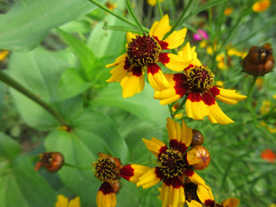 Картинка цветы гелениум макро жёлтые