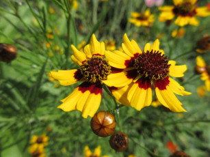 Картинка цветы гелениум жёлтые макро