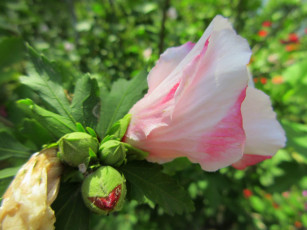 Картинка цветы гибискусы белый