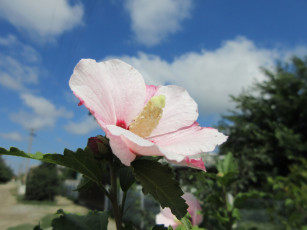 Картинка цветы гибискусы белый