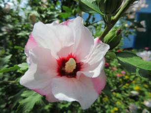 Картинка цветы гибискусы белый гибискус