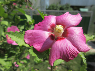 Картинка цветы гибискусы лепестки розовый