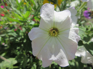 Картинка цветы петунии +калибрахоа петуния белая