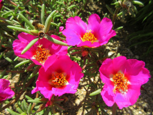 Картинка цветы портулак солонец