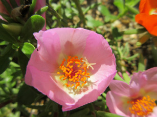 обоя цветы, портулак, солонец