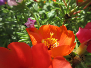 обоя цветы, портулак, солонец