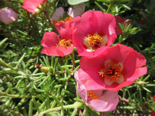 Картинка цветы портулак солонец