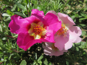 Картинка цветы портулак солонец