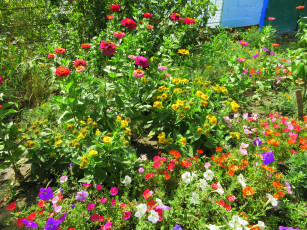 Картинка цветы разные+вместе клумба