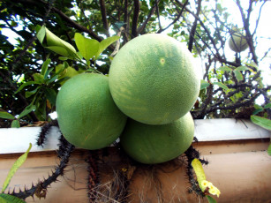 Картинка природа плоды помело