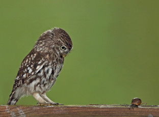 Картинка животные разные+вместе сыч улитка