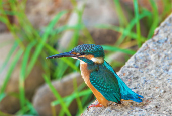 Картинка животные зимородки птичка