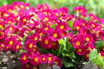 обоя цветы, примулы, примула, дача, цветение, красота, природа, весна