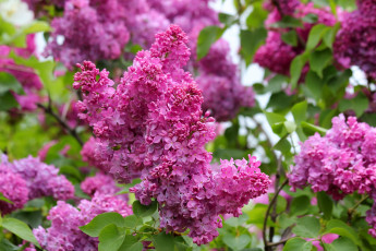 Картинка цветы сирень весна красота природа дача цветение май