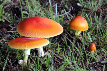 Картинка природа грибы +мухомор семейка грибная