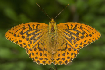 Картинка животные бабочки +мотыльки +моли бабочка