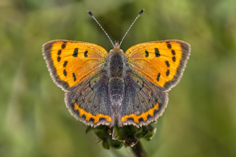 Картинка животные бабочки +мотыльки +моли бабочка